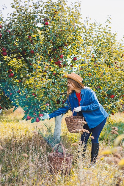 Zdjęcie młoda kobieta w kapeluszu pracuje w ogrodzie i zbiera dojrzałe czerwone jabłka jesienne zbiory jabłek w ogrodzie