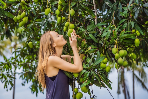 Młoda kobieta wąchająca owoce mango na drzewie w ogrodzie, zbierając blisko natury