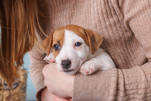 Młoda kobieta ze swoim szczeniakiem Jack Russell Terrier