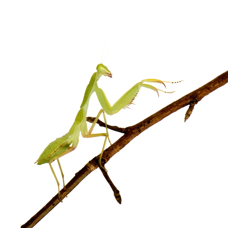 Zdjęcie młoda modlenie modliszka - sphodromantis lineola z przodu na bielu odizolowywającym