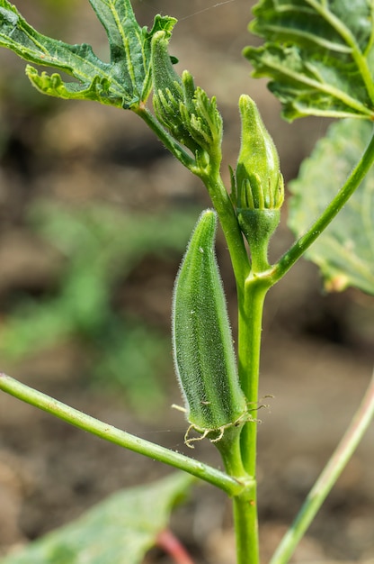 Młoda Okra roślina przy rolnym polem (Lady Finger)