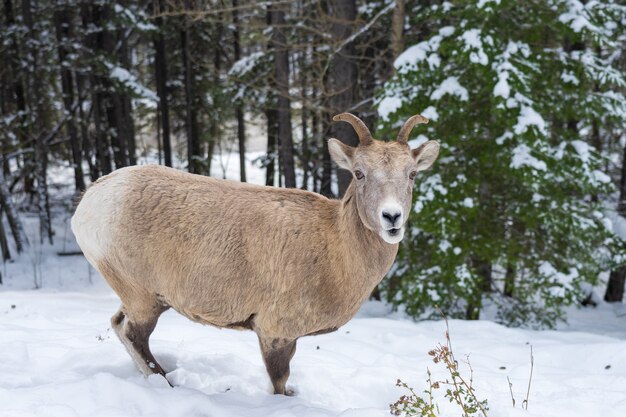 młoda owca bighorn stojąca w zaśnieżonym lesie park narodowy banff kanada