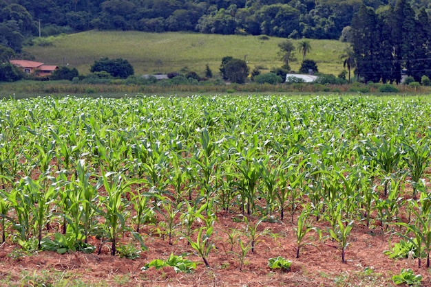 Młoda plantacja kukurydzy, w rodzinnym gospodarstwie