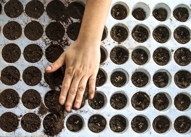 Zdjęcie młoda ręka przesuwa glebę i sadzi nasiona w żyznej glebie