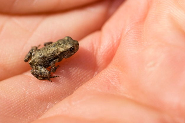 Młoda ropucha brunatna Bufo na ludzkiej dłoni