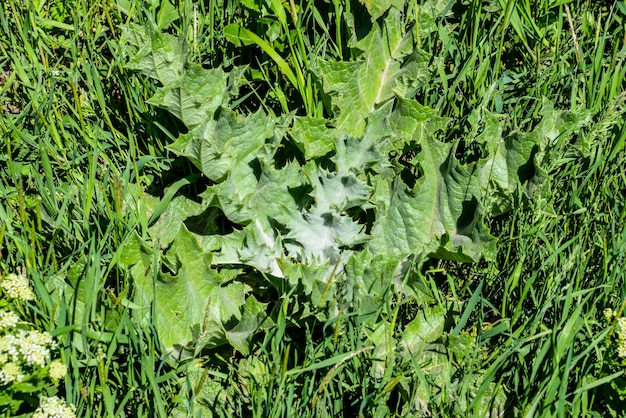 Zdjęcie młoda roślina onopordum acanthium w trawie