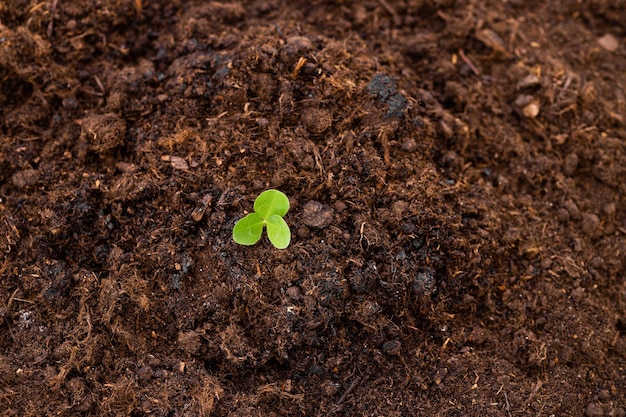 Młoda Roślina Rosnąca Na Ziemi Ze Słońcem W Naturze Koncepcja Eco Earthday