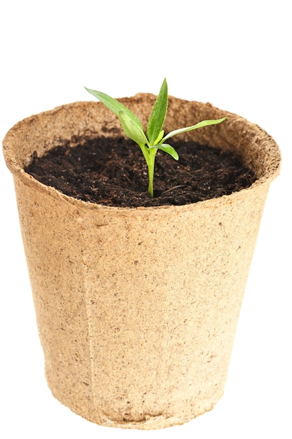 Młoda roślina wyrasta z żyznej gleby jest izolowana na białym tle