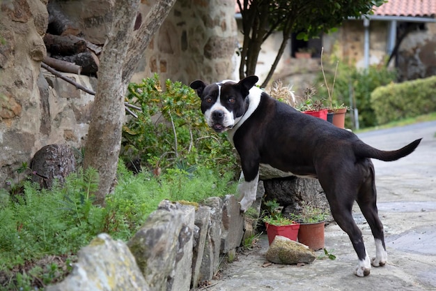 Młoda samica Pitbull bawi się w domu w ogrodzie Odczepiony ogon i uszy Uśmiecha się do kamery po zrobieniu figli