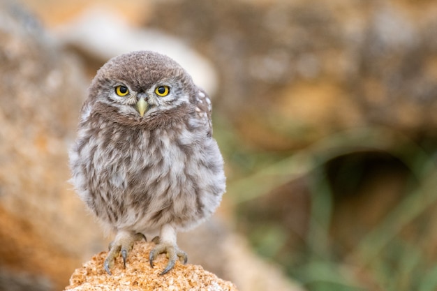 Młoda Sowa (athene Noctua) Siedzi Na Kamieniu.