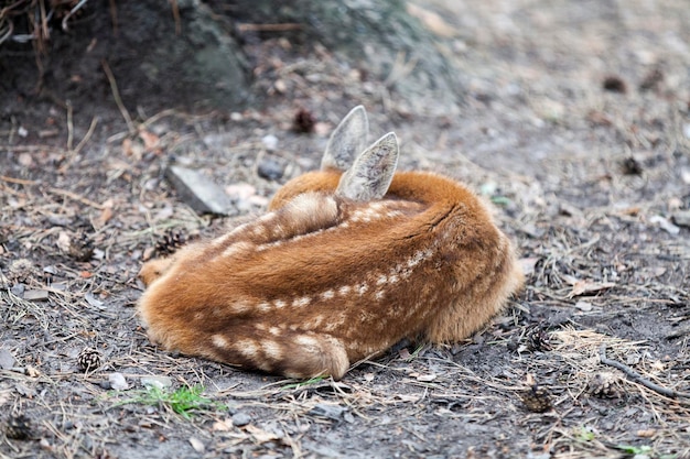 Młoda Syberyjska Sarna śpi