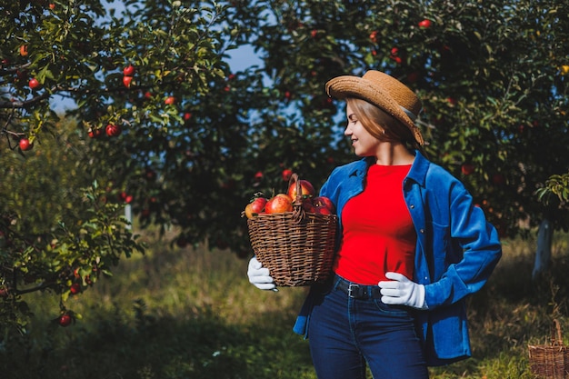Młoda szczupła kobieta w kapeluszu jest pracownikiem ogrodu patrzy na czerwone jabłka w wiklinowym koszu Zbiera jabłka jesienią