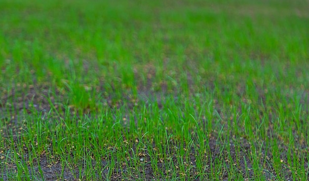 Młoda trawa gazonowa kiełkuje selektywnie