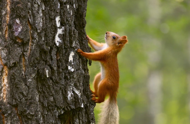 młoda wiewiórka na korze drzewa zbliżenie widok z boku jaskrawoczerwony kolor dzieci zwierząt
