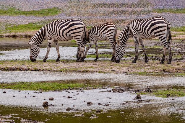 Młoda Zebra Na Otwartym Zoo