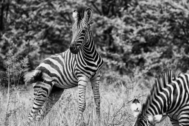 Zdjęcie młoda zebra pozująca