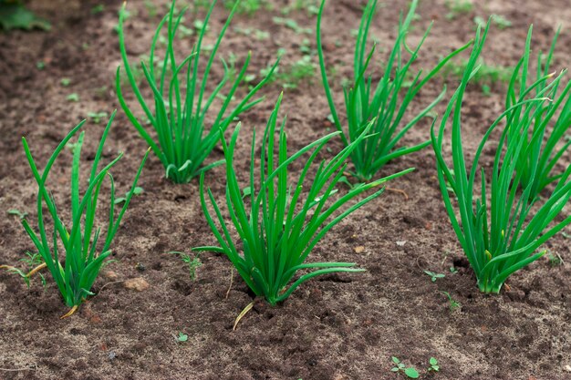 Młoda zielona cebula w ziemi Świeże organiczne warzywa i przyprawy