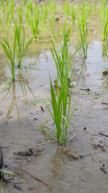 Młoda zielona roślina ryżowa na podmokłym polu ryżowym
