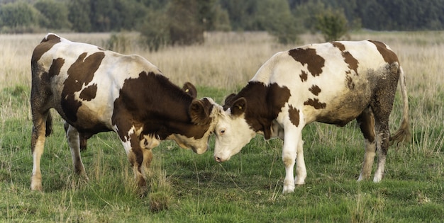 Zdjęcie młode byki próbują się bić ze sobą