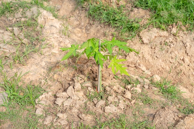 Młode drzewa papai Carica (Papaya), roślina zielna