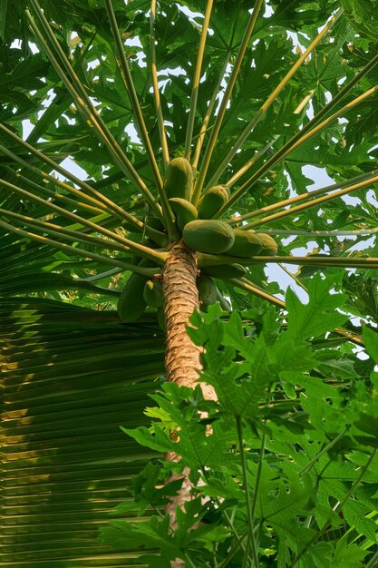 Młode drzewa papai w ciepłe popołudnie