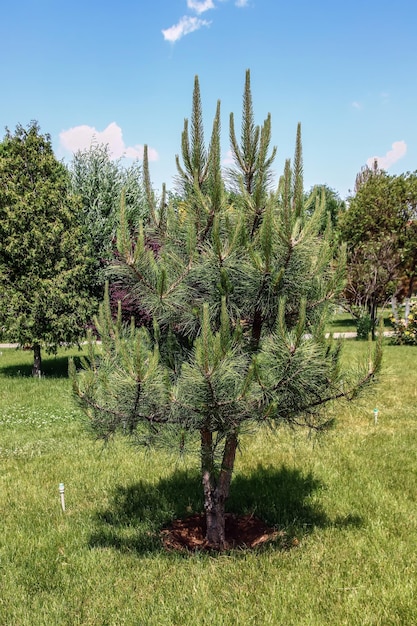 Młode drzewo iglaste w parku na wiosnę