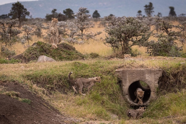 Młode gepardy przy kamiennej dziurze w lesie