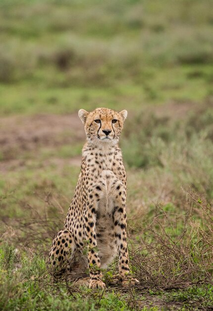 Młode Gepardy W Parku Narodowym Serengeti