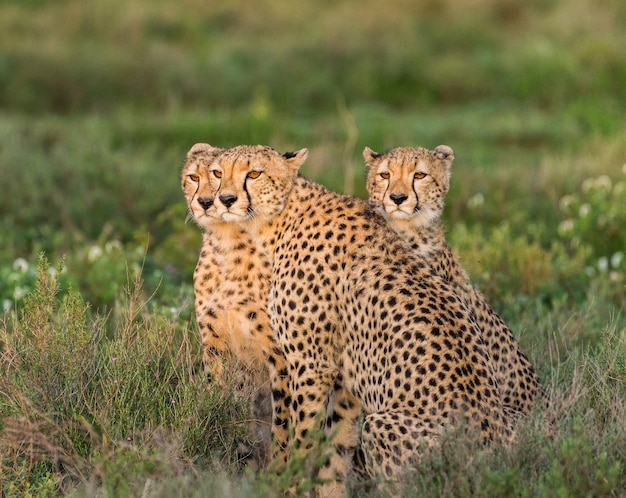 Młode gepardy w parku narodowym Serengeti