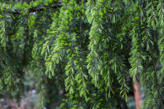 Młode Jasne Zielone Igły Cedru Himalajskiego Cedrus Deodara Deodar Rosnące Na Nabrzeżu Kurortu Adler Zbliżenie Morza Czarnego Niewyraźne Tło S