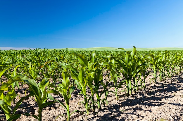 Młode Kiełki Kukurydzy W Okresie Wiosennym, Zielona Kukurydza W Rolnictwie, Ziarna Kukurydzy Wykorzystywane Są Zarówno Do Gotowania żywności, Jak I Do Przemysłowej Produkcji Biologicznego Ekologicznego Paliwa-bioetanolu