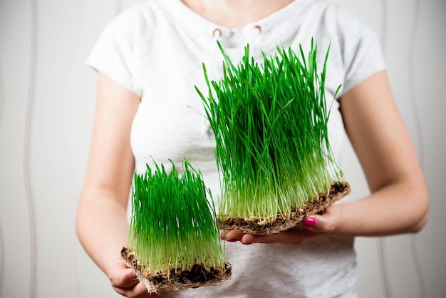 Młode kiełki mikro zielonych w rękach kobiet Rosnące nasiona w domu Zdrowe odżywianie
