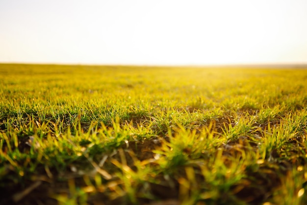 Młode kiełki pszenicy o zachodzie słońca Organiczne zielone pszenicy w dziedzinie Agro biznes