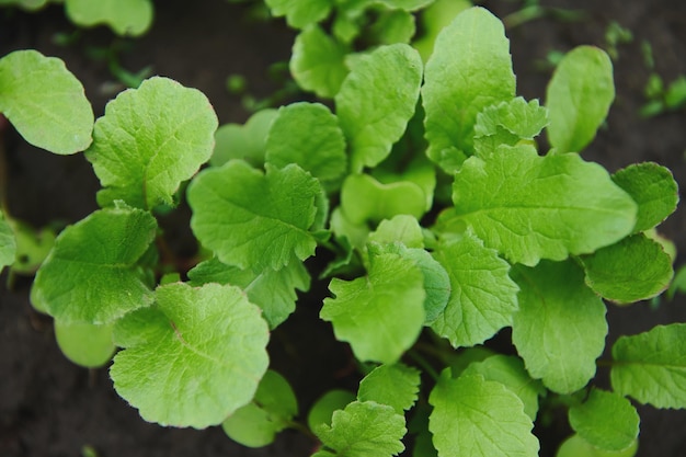 Młode kiełki rzodkiewki rosną w czarnej glebie na otwartym terenie organicznego ogrodu Zielone liście rzodkiewki