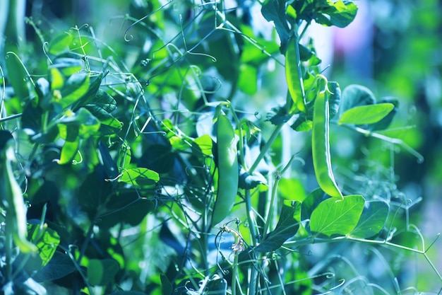 Młode kiełki sadzonek w ogródku warzywnym Zieleń w szklarni Świeże zioła na wiosnę na grządkach