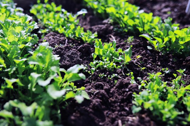 Młode kiełki sadzonek w ogródku warzywnym Zieleń w szklarni Świeże zioła na wiosnę na grządkach