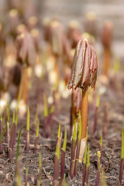 Młode kiełki tarczycy podofilu Podophyllum peltatum Berberidaceae Zbliżenie