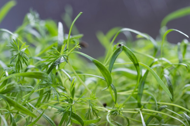 Młode kiełki zieleni. Microgreen. Łuska nasion na kiełkujących kiełkach.