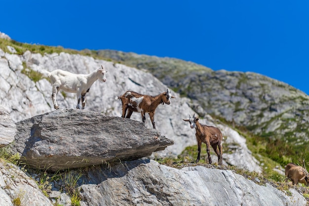 Młode kozy górskie