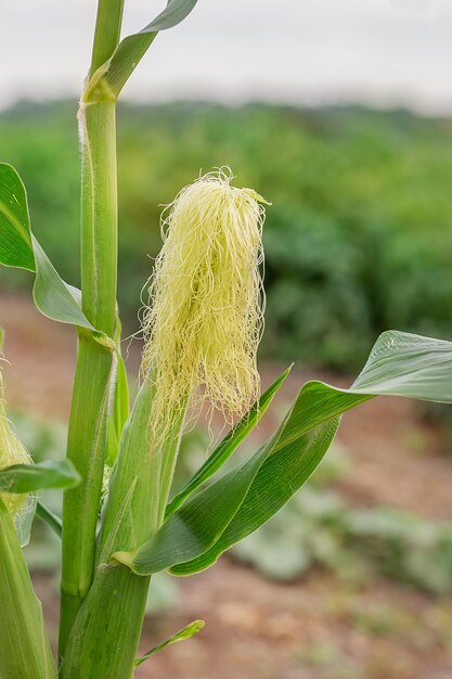 Młode krzewy zielonej kukurydzy rosnące w ogrodzie uprawnym