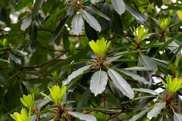 Młode liście magnolii na gałęzi Magnolia grandiflora potocznie zwana magnolią południową lub zatoką byka