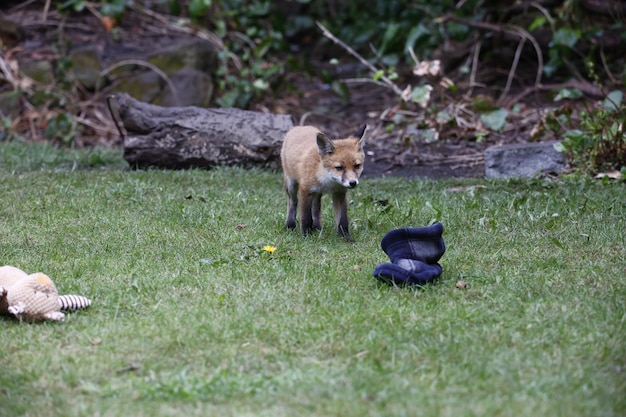Młode lisy bawiące się w ogrodzie w pobliżu ich legowiska