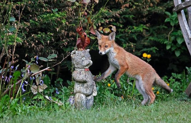 Młode lisy zwiedzają ogród