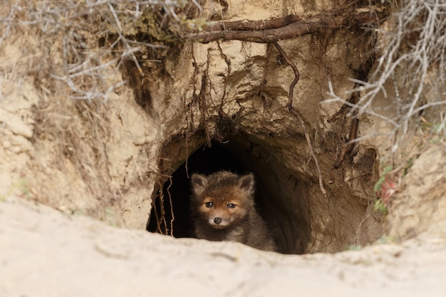 Zdjęcie młode lub młode lisy rude, nowonarodzone lisy w naturalnym środowisku. cubs na zewnątrz w pobliżu jaskini.