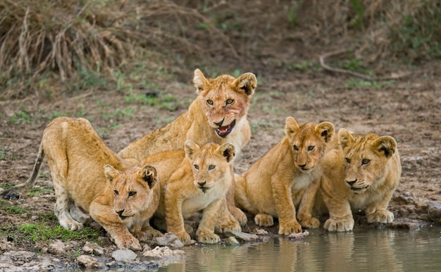 Młode lwy przy podlewaniu. Kenia. Tanzania. Masai Mara. Serengeti. Doskonała ilustracja.