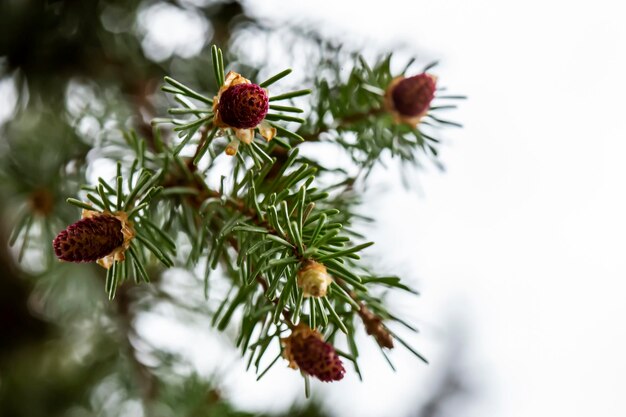 Zdjęcie młode małe guzki na świerku picea abies