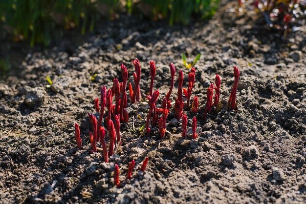 Młode małe kiełki piwonii kwitną wiosną w słoneczny dzień Ogrodowe prace sezonowe