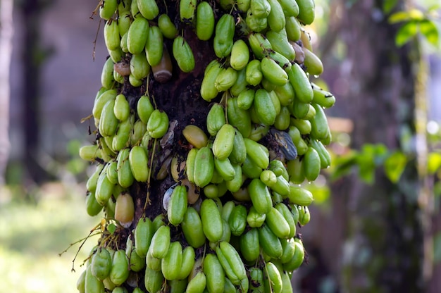 Młode owoce Averrhoa bilimbi powszechnie znane jako drzewo ogórka bilimbi Płytkie skupienie