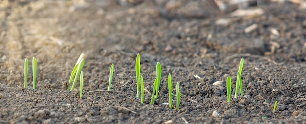 Młode pędy kiełkujące jęczmienia rosnącego w glebie w zakresie rolnictwa