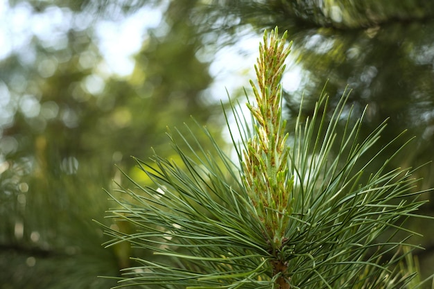 Młode pędy sosny cedrowej syberyjskiej Pinus sibirica Du Tour Zbliżenie tła